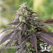 Humboldt Seed Organization 707 Headband